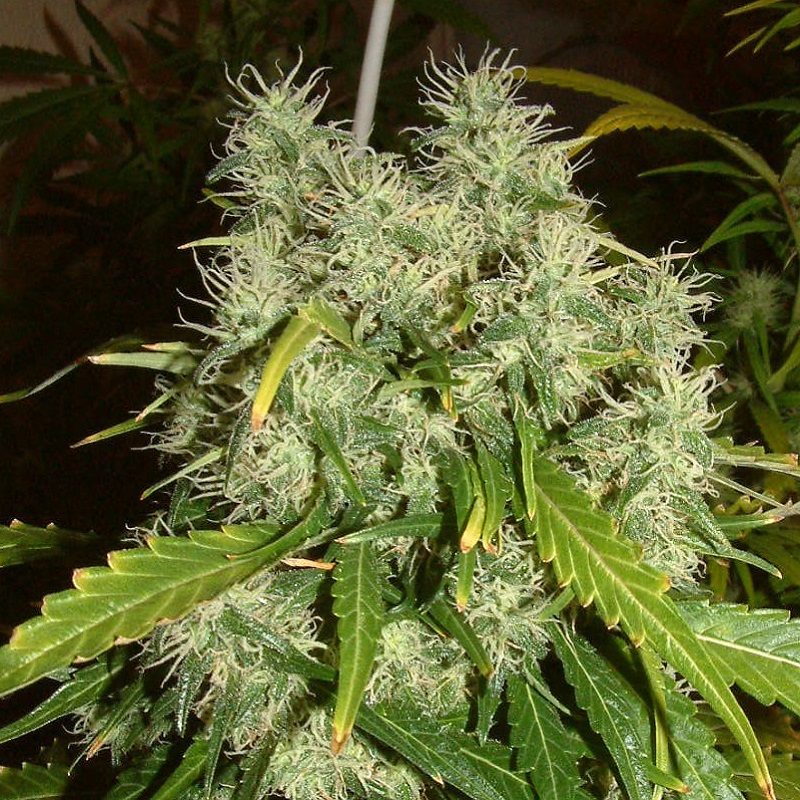 семена супер марихуаны
